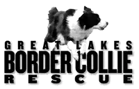 Great Lakes Border Collie Rescue